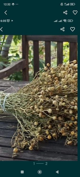 Продам гарламу,адыраспан