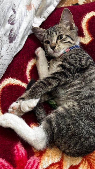 Үш айлық үй мысығы (ұрғашы) – Түркістан