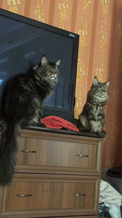 Котенок Мейн - кун