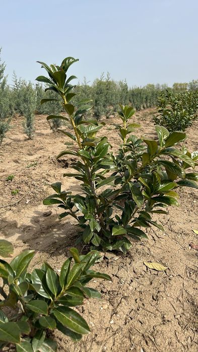 Tuia și diferite specii de plante