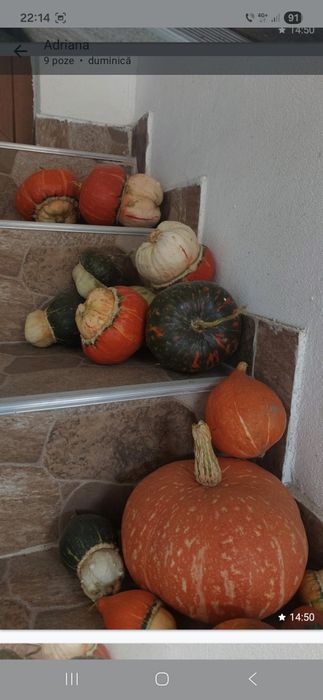 Tartacute dovleci ornamentali