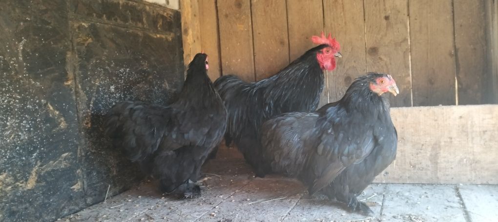 Găini cochinchina pitic negre