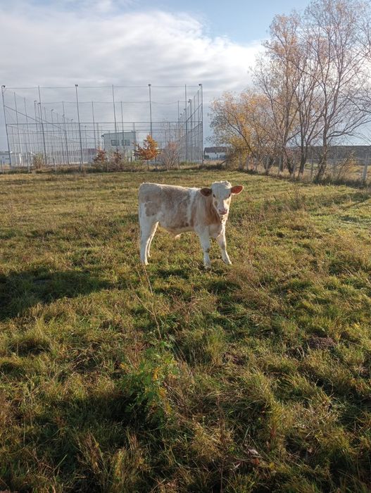 Vaca de lapte de vînzare