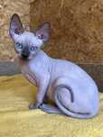 Fetita Sphynx Canadian cu pedigree testata