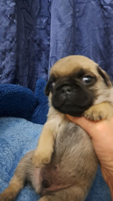 Готовятся к бронированию щенки мопсята.