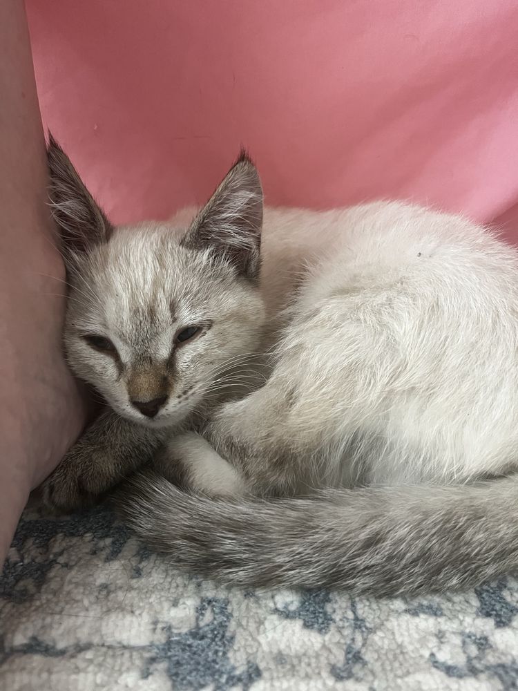 Котенок ищет дом