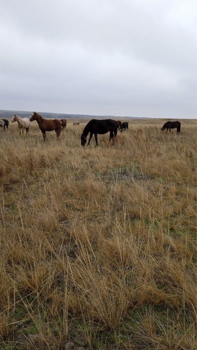 Продам лошадь срочно