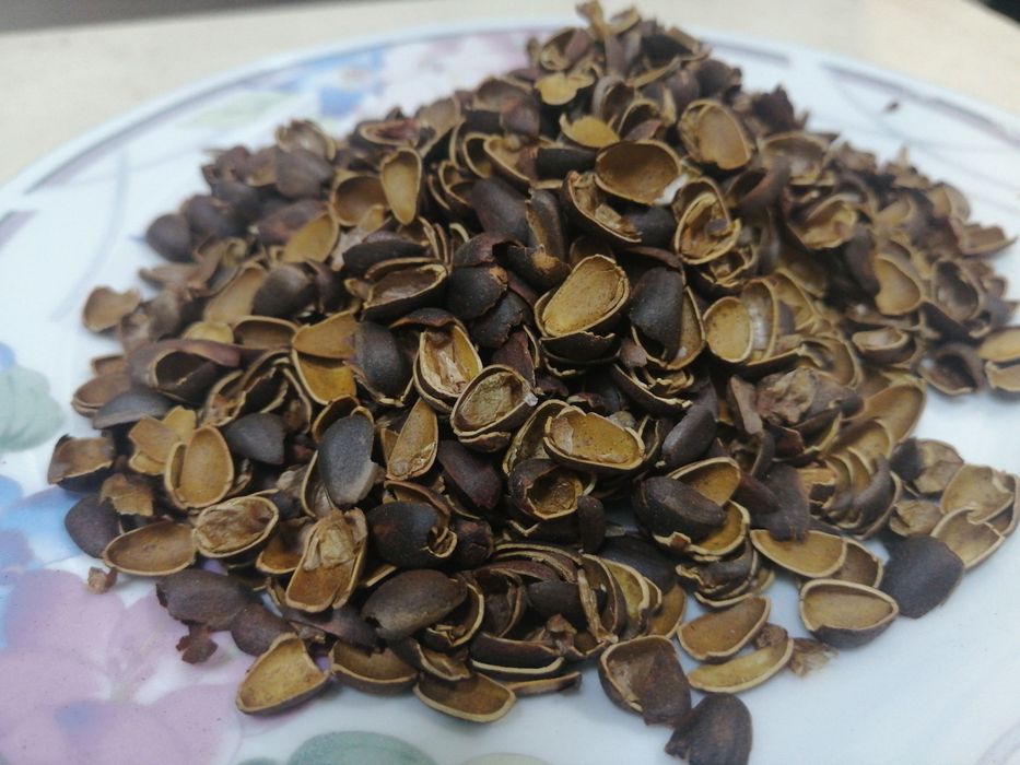 Скарлупа кедрового ореха