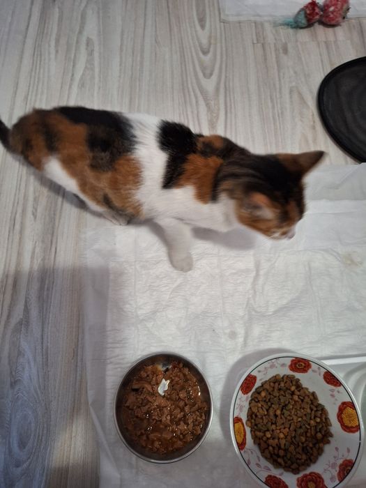 Подарявам трицветно коте