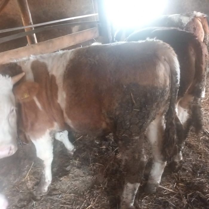 Taurasi cu media 250kg