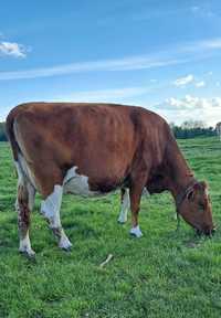 Vând vacă balțată românească gestantă în A8 lună