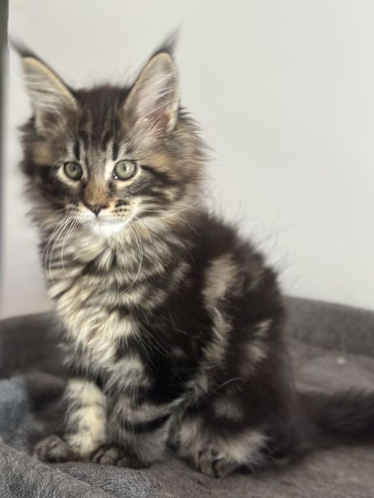 Maine coon băiețel pufos