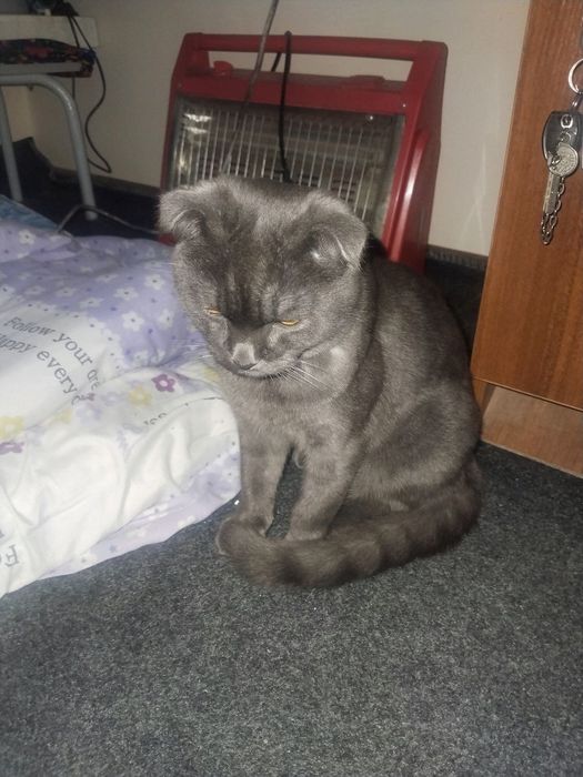 Мушикча сотилади