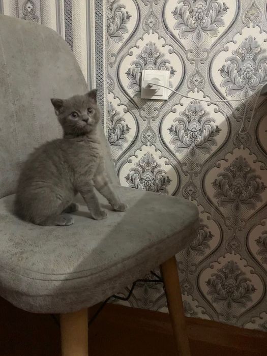 Продается котенок