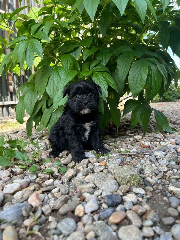Poodel toy negru