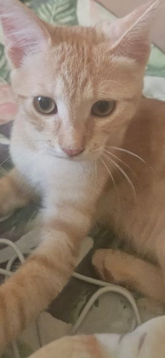 Отдам котёнка в добрые руки