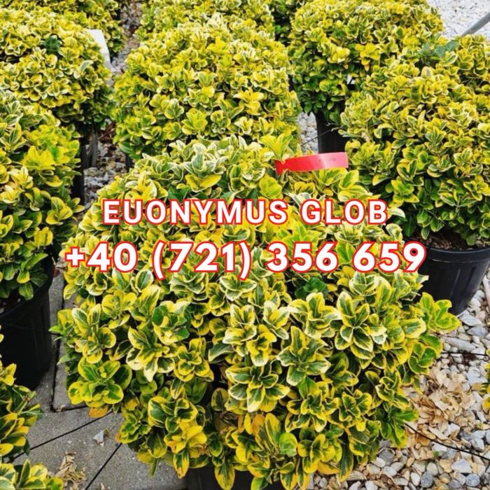 Spiral Tuia PonPon Magnolia Grandiflora Palmier Trachycarpus Etc