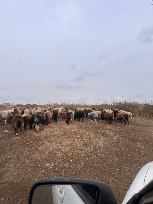 Продам или обменяю на авто