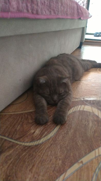 Отдам британского котика