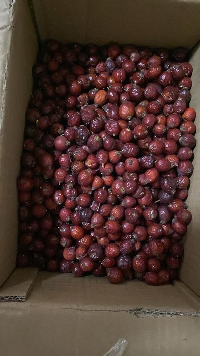 Шиповник очень свежий