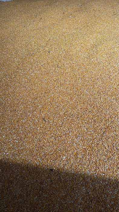 Vând porumb! Mai multe detali la numarul de telefon.