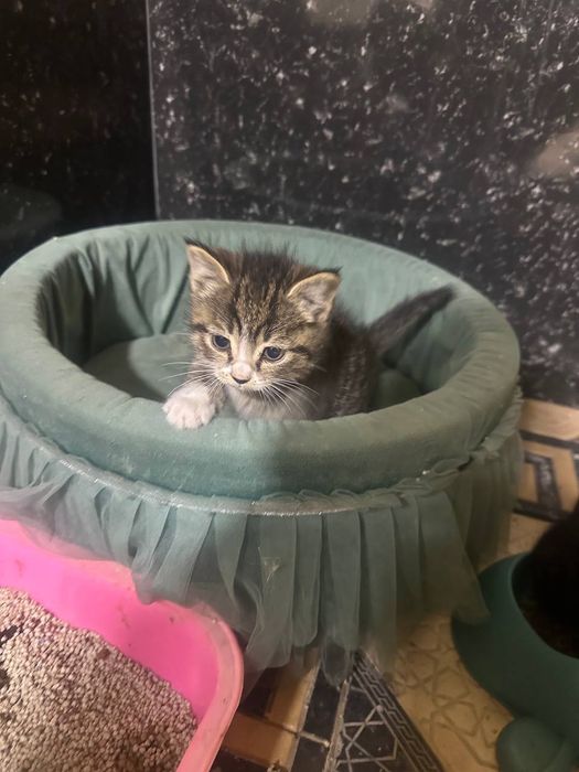 2 та домашние мушукчалар