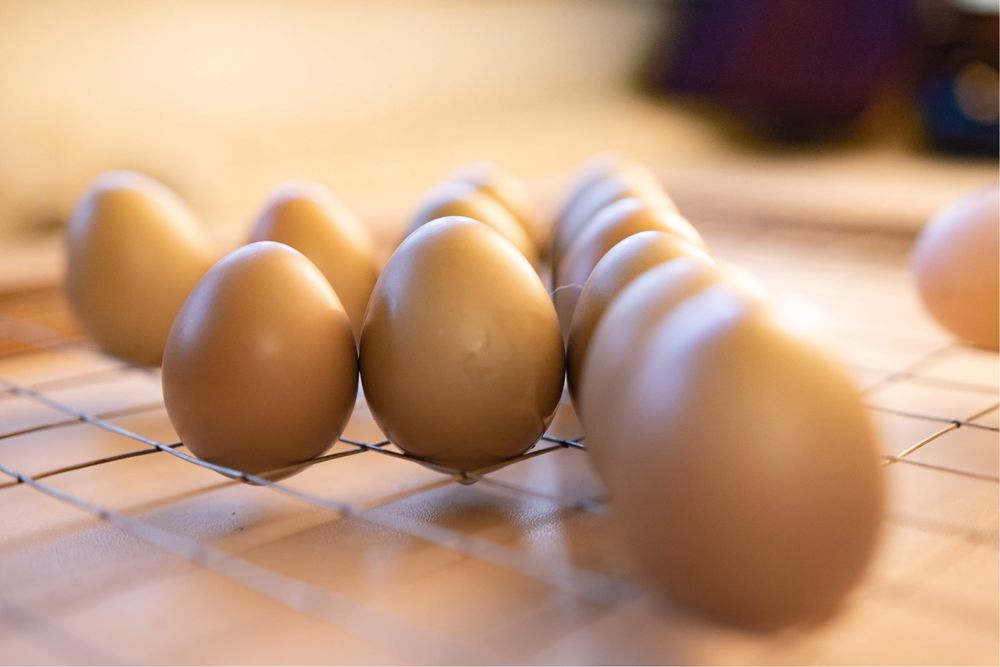 Oua proaspete de la găini crescute la sol