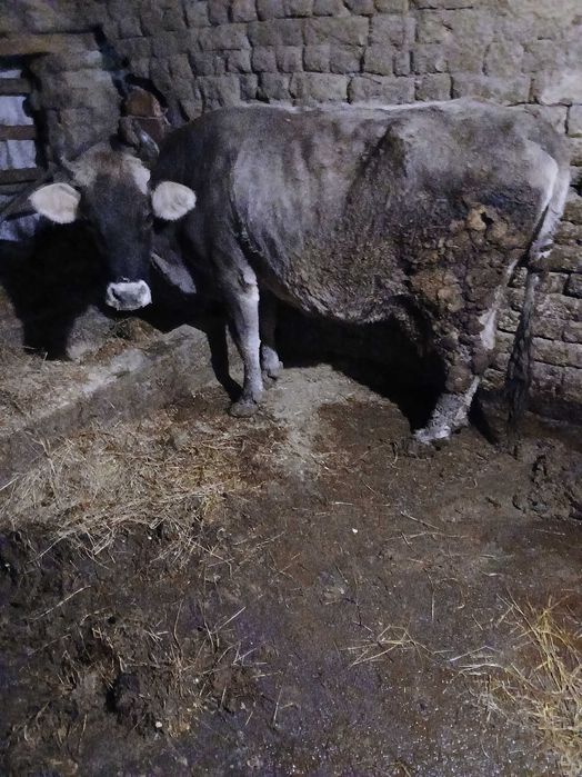 Крава сиво белгийска