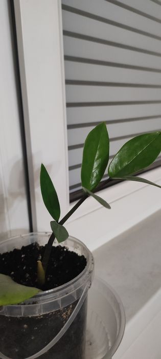 Дифинбахия , замиокулькас,хойя