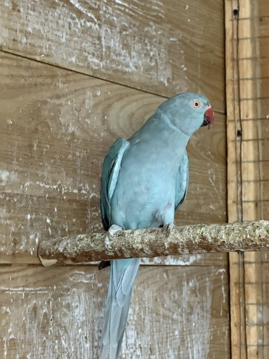 Pui papagali micul alexandru