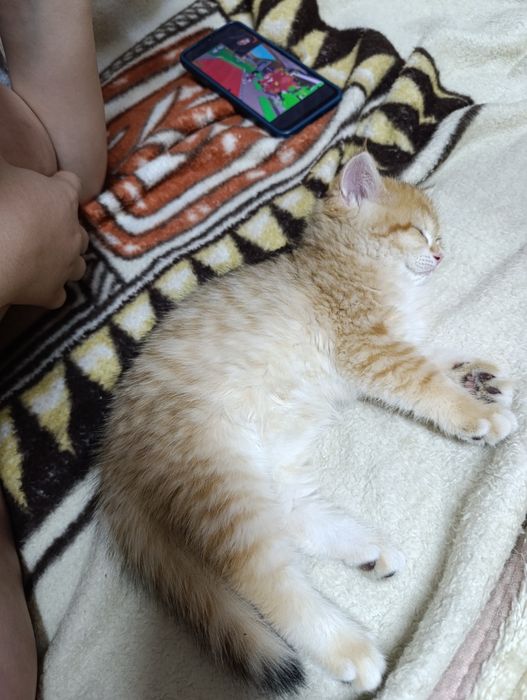 Золотистая шиншилла Скотиш страйт котенок