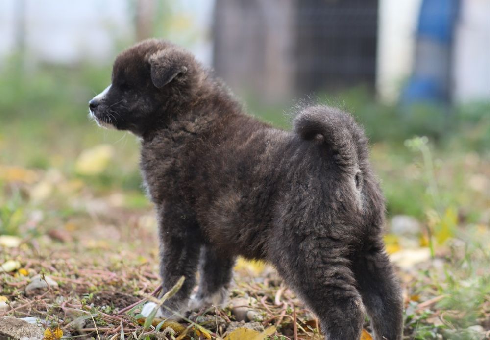 Puiut Akita Inu brindle mascul
