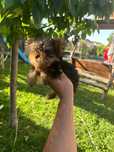 Yorkshire terrier