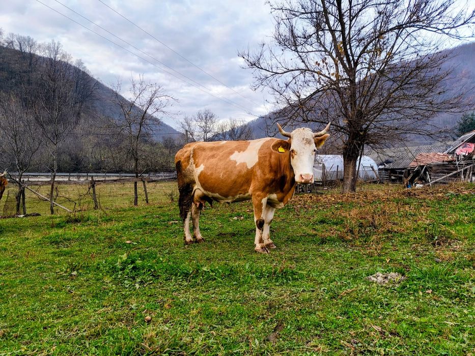 Vând vacă balanță românească