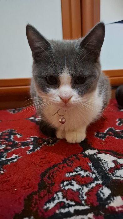 Mushuk sotiladi 7oylik