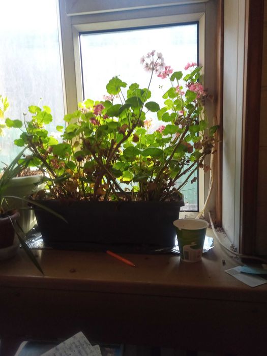 продам герань в горшке