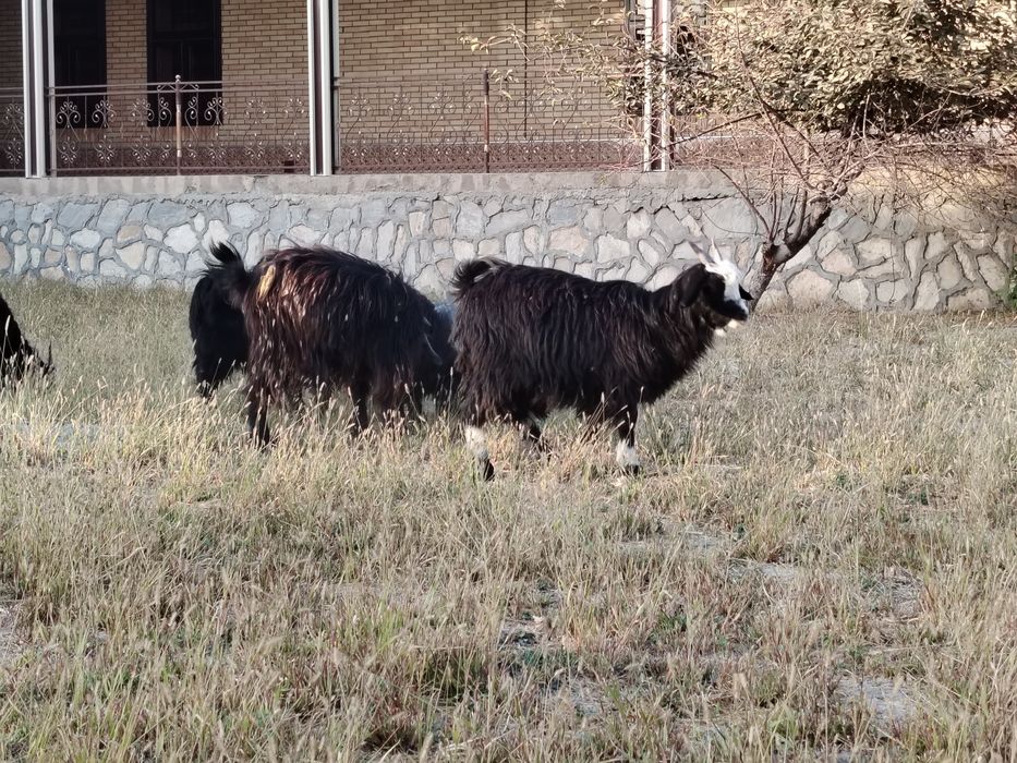 Moda  qisir uloqlar sotiladi