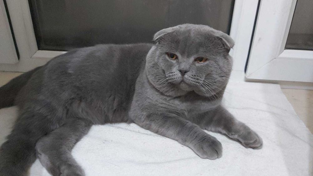 Пропал кот! Верните за вознаграждение 50 000 тенге.