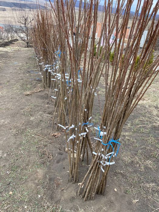 Pomi Fructiferi și Vita de Vie Producator Autorizat