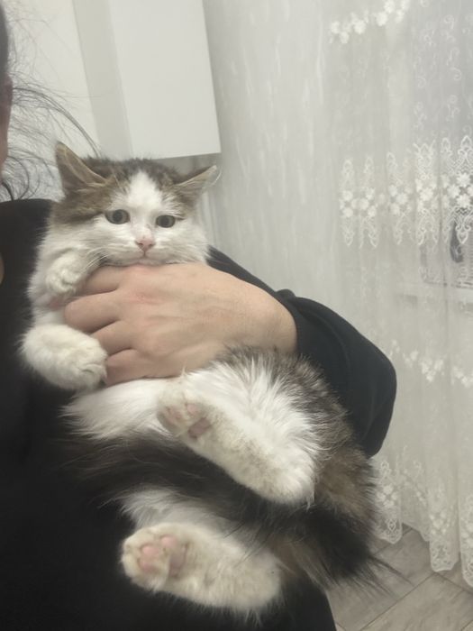 Котенок девочка 4-5 месяцев срочно ищет дом!