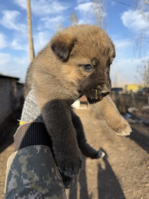 Щенки немецкой овчарки