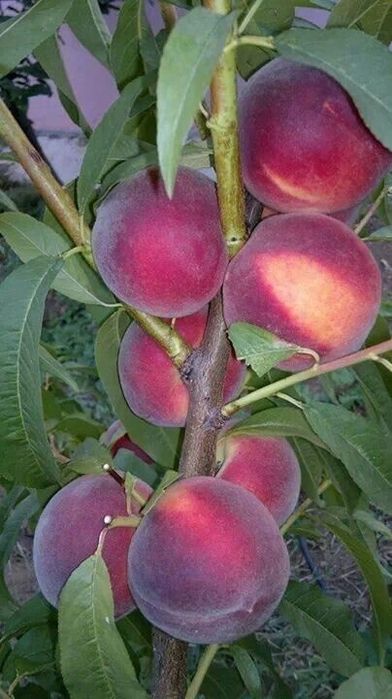 Pomi Fructiferi Columnari ( PIERSIC )