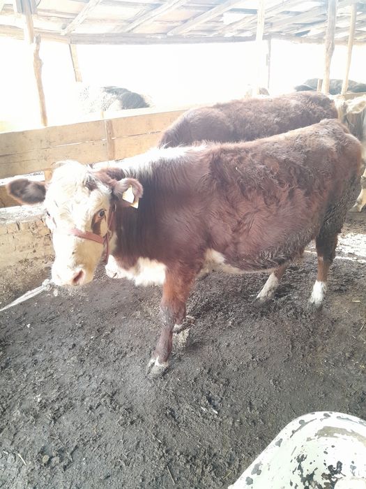 Парода гуножинлар сотилади