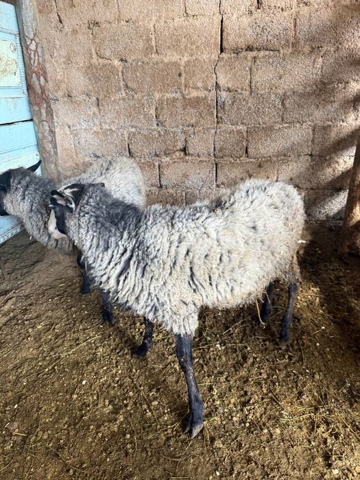 Romanov qoylari sotiladi