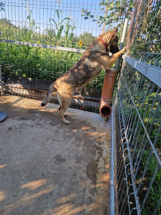 Vând câine lup cu vârsta de 1 an