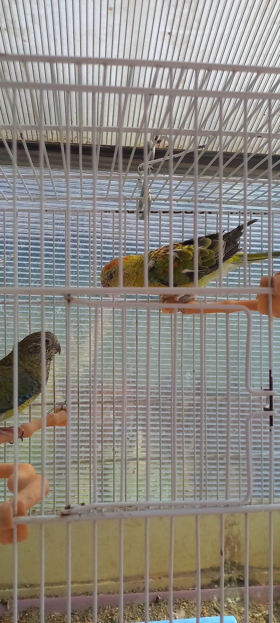 Papagali cantatori