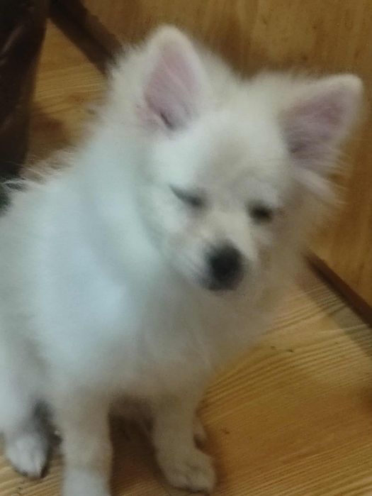 Куче померан шпиц