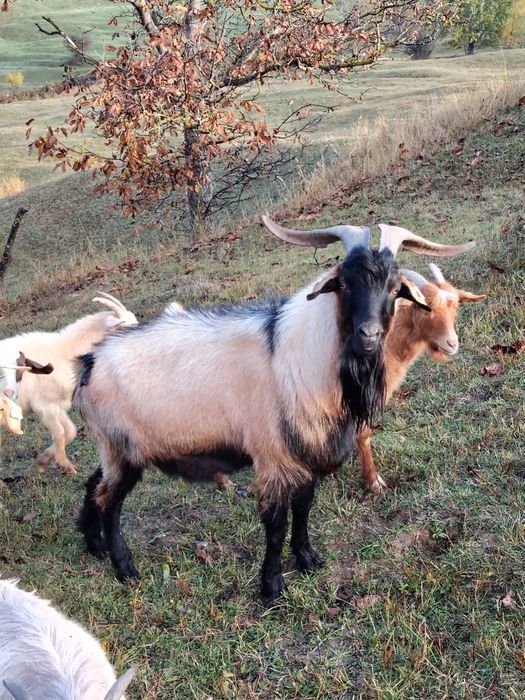 Țap alpin francez