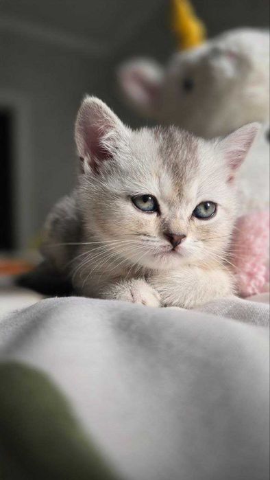 Продаётся котенки шиншиллы, приученные к лотку