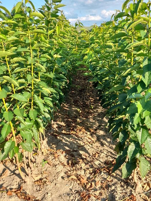 Producator vand pomi fructiferi